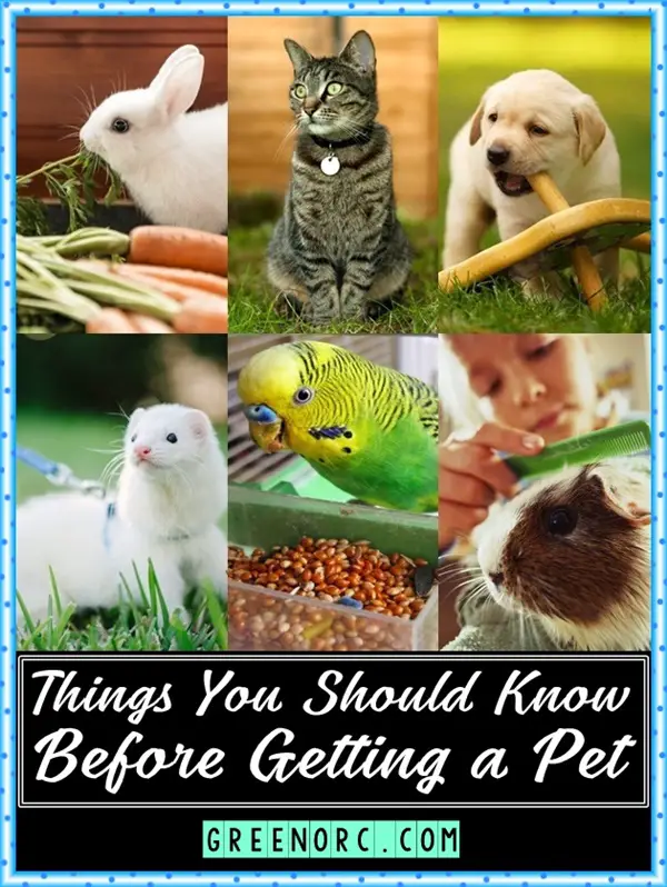 10 Things You Should Know Before Getting a Pet