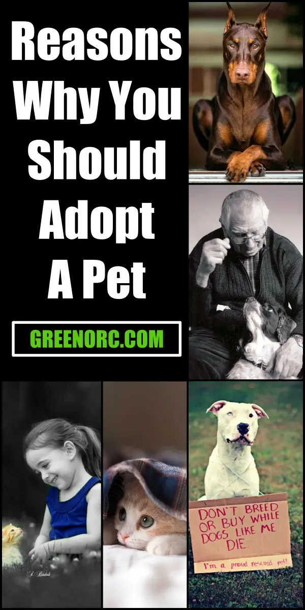 10 Reasons Why You Should Adopt A Pet