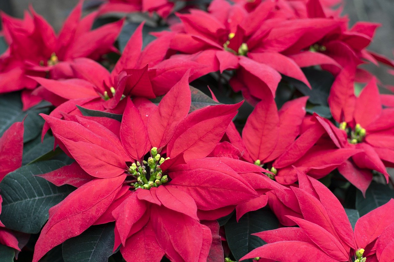 Red poinsettia flowers amidst leaves