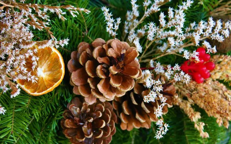 Three big, brown pine cones, white and brown flowers, red berries, and an orange peel decoration on the green leaves of a Christmas tree.